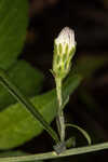 Simmonds' aster